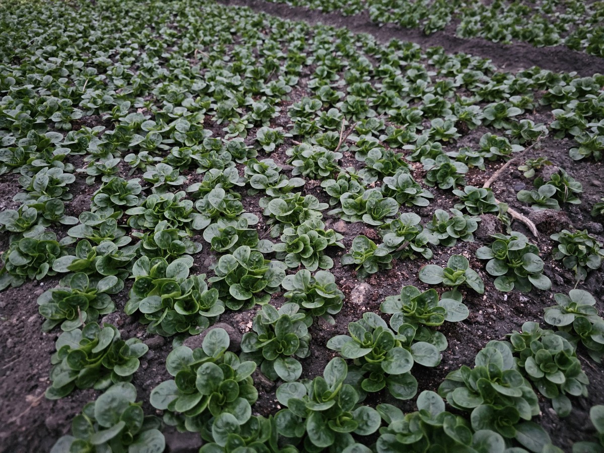 REKO tržnica DOL PRI LJUBLJANI