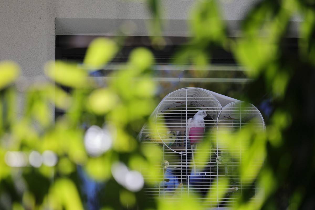 TRIJE TIČKI, burka v dveh dejanjih